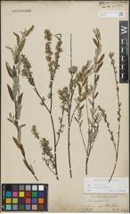 Foto von Salix repens subsp. incubacea (L.) A. Neumann